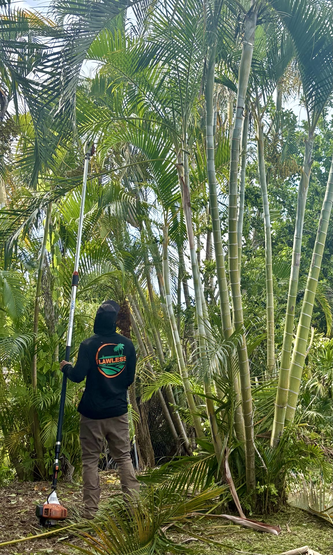 Flawless Palms crew member trimming tall palms with a long pole saw
