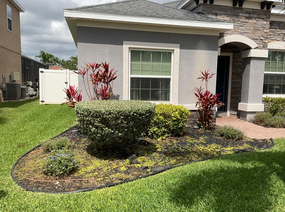 Fresh landscape bed with red ti plants and shrubs in dark mulch