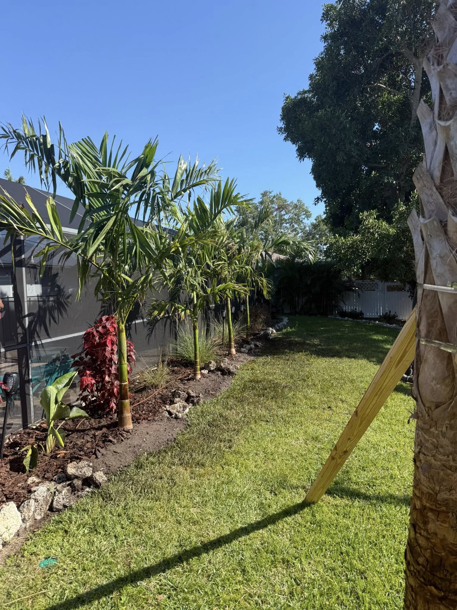 Row of freshly planted Areca palms along a fence line with red plants and rock mulch
