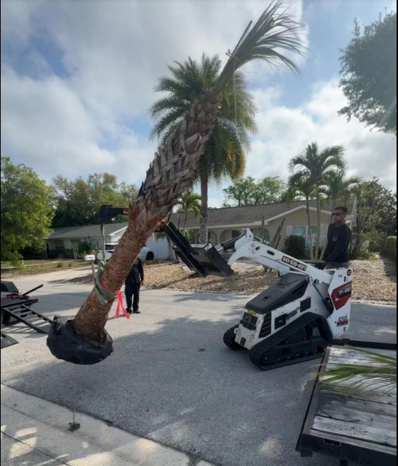Large palm tree being lifted and installed by a Bobcat mini skid steer