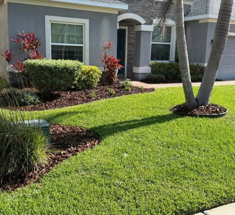 Manicured front yard with lush green lawn, red ti plants, and mulch beds